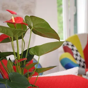  Appartement Kogo Croatie